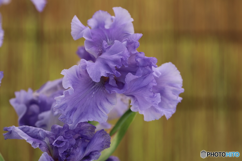 菖蒲