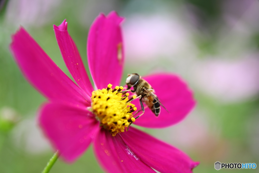 秋桜