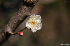 梅の花