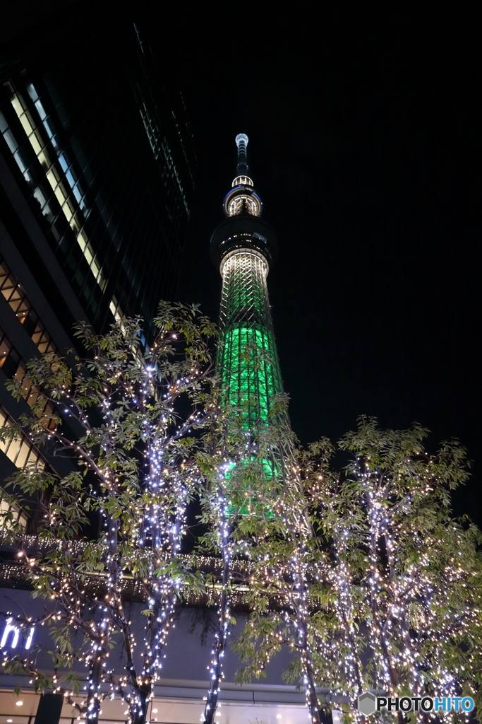 ツリー