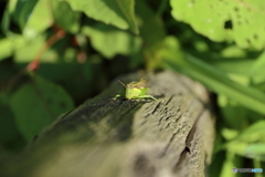 郷土の森