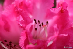 神代植物公園
