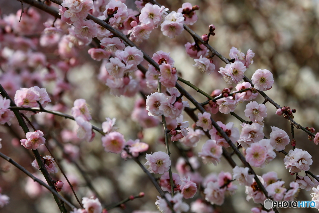 郷土の森