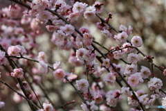 郷土の森