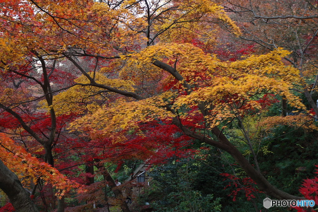 高幡不動