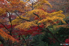 高幡不動