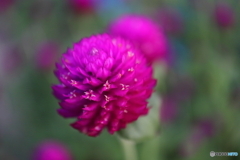 街に咲く花