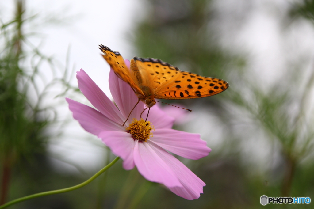 秋桜