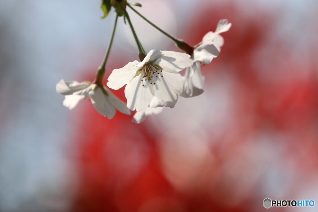 街の花