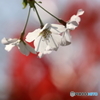 街の花