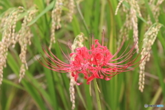 郷土の森