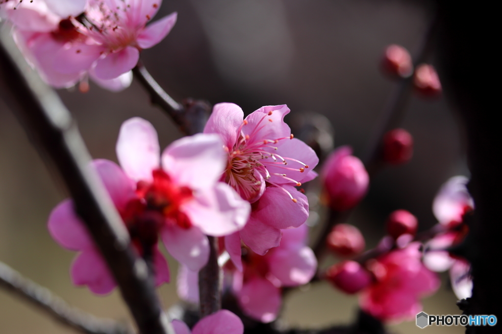 街に咲く花