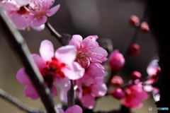 街に咲く花