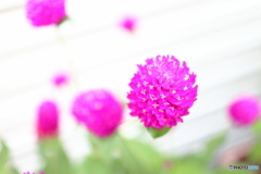 街に咲く花