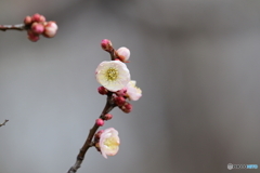 郷土の森