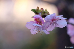 街に咲く花