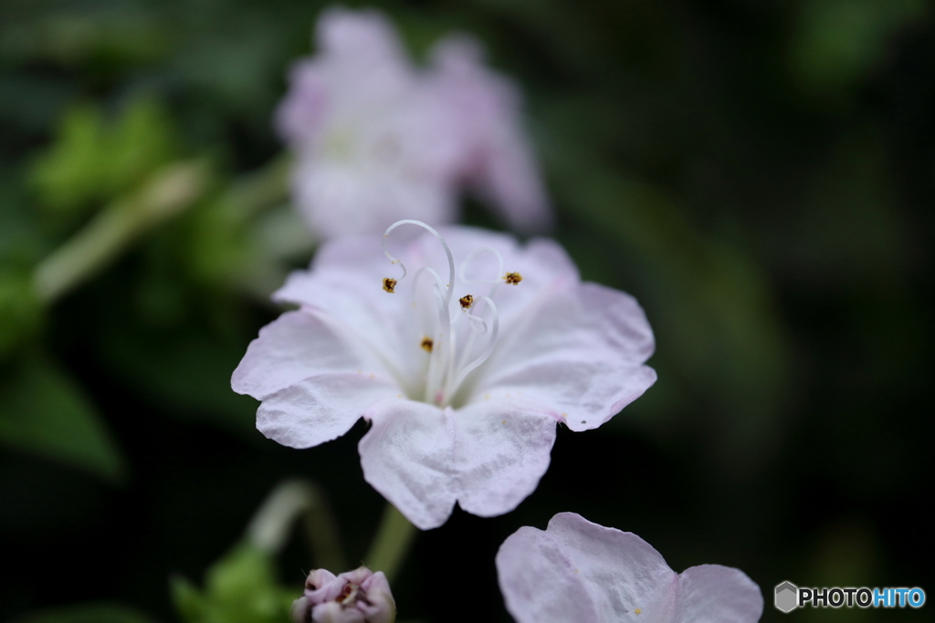 街に咲く花