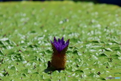 街に咲く花