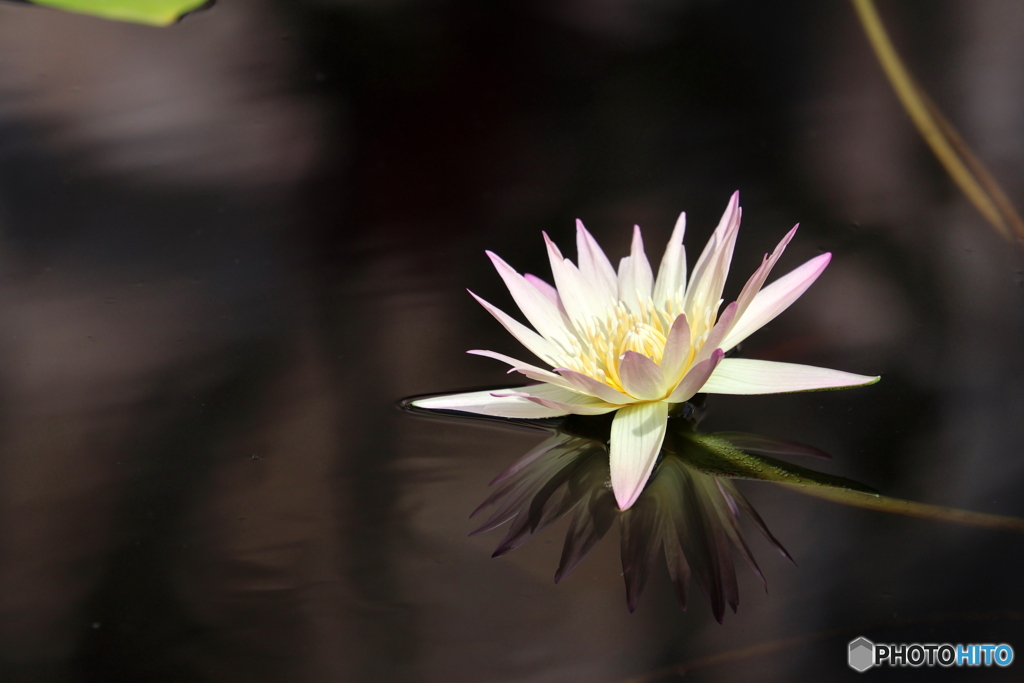 公園に咲く花