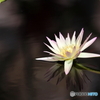 公園に咲く花