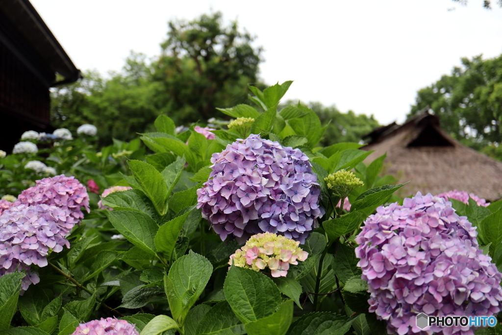 紫陽花