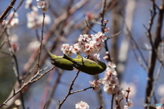 郷土の森