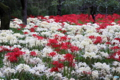 郷土の森