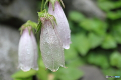 街に咲く花