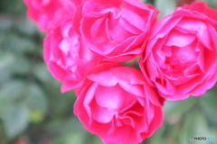 街に咲く花