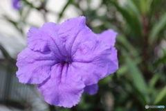 街に咲く花