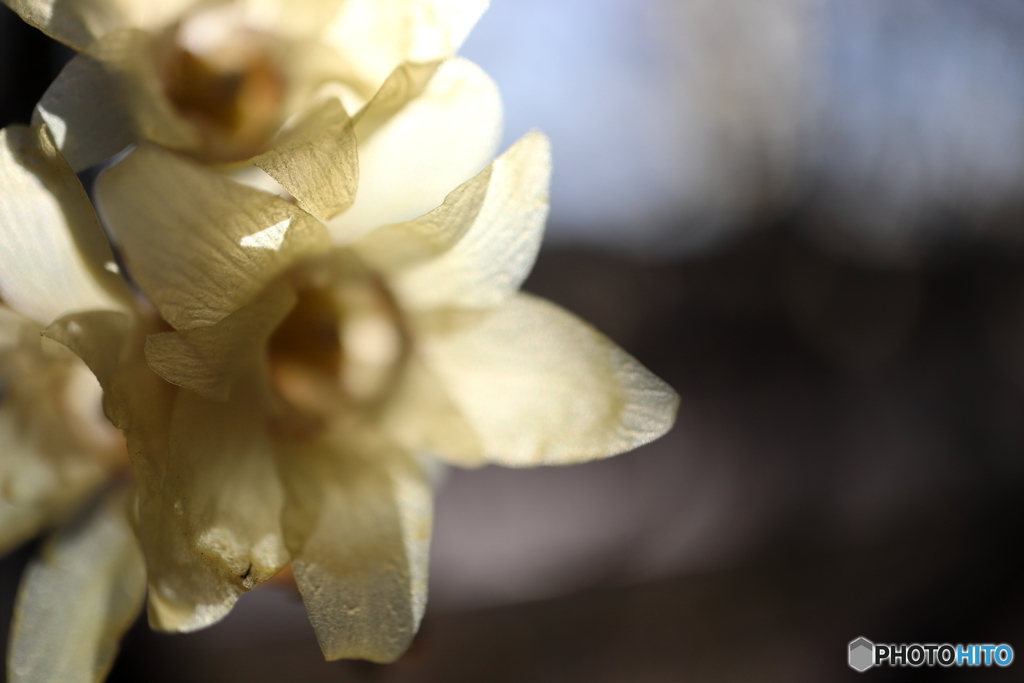 梅の花