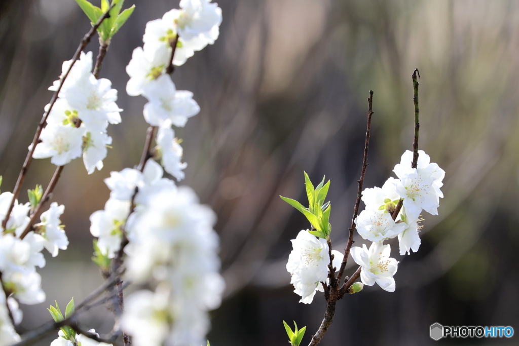 神代植物公園