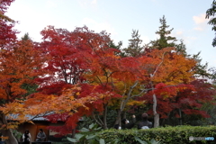 昭和記念公園