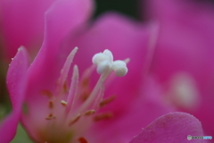 神代植物公園