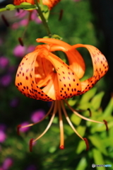 街に咲く花