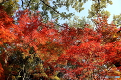 近くの公園