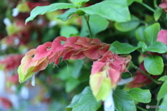 街に咲く花