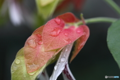 神代植物公園