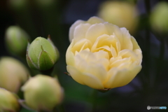 街に咲く花