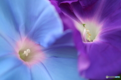街に咲く花