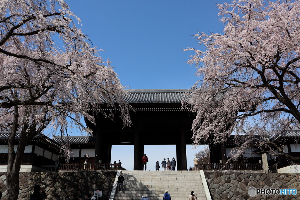 桜