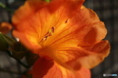 街に咲く花