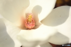 神代植物公園
