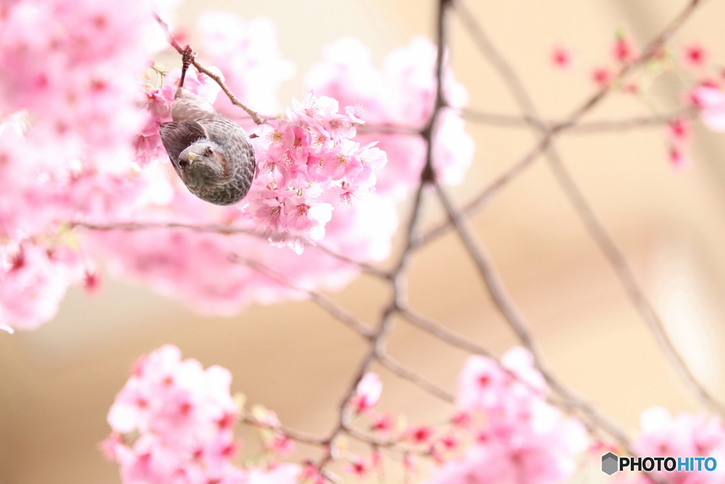 桜