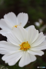 街に咲く花