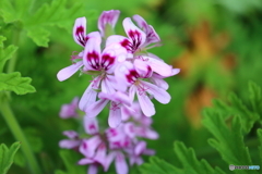 街に咲く花