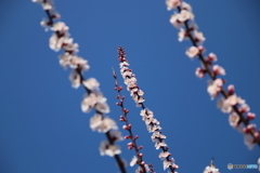 街に咲く花
