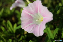 街に咲く花