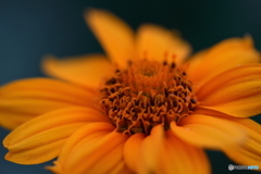 街に咲く花 街に咲く花