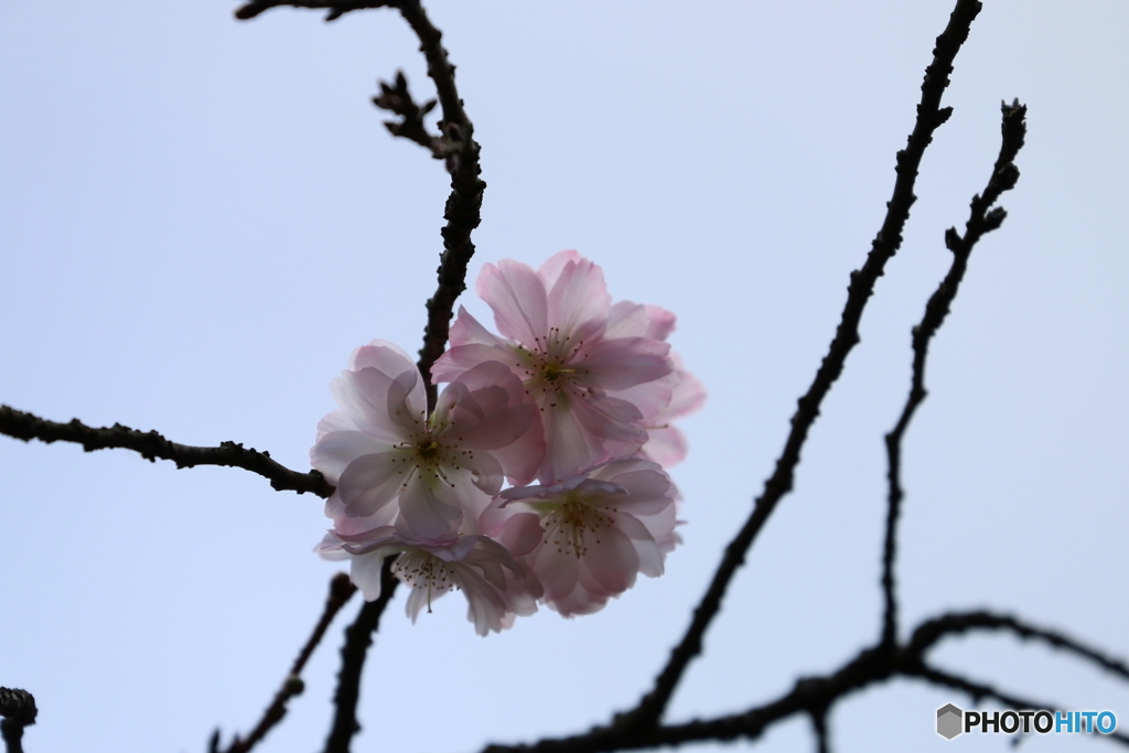桜の花